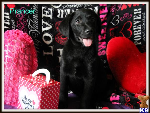 dawnharvell Picture 3